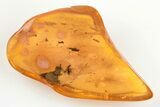Two Fossil Ants (Formicidae) and a Fly (Diptera) in Baltic Amber #200175-1